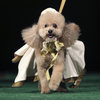 Dog Fashion Show 2012 New York – Pictures